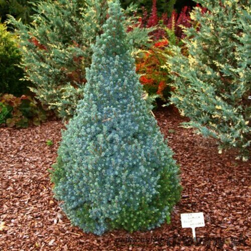 Smrek biely Sanders Blue, výška 30/40 cm, v črepníku 3l Picea glauca Sanders Blue