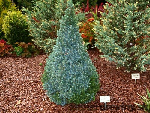 Smrek biely Sanders Blue, výška 40/60 cm, v črepníku 5l Picea glauca Sanders Blue