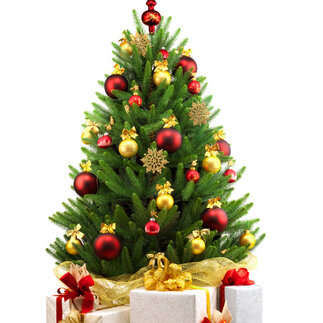Smrek, borovica a jedľa - obľúbené vianočné stromčeky