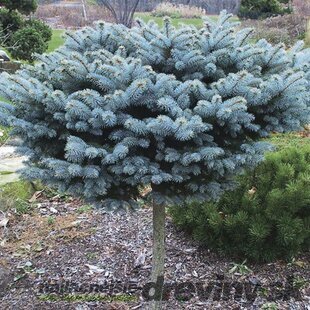 Smrek Glauca Globosa, na kmienku 60 cm, v črepníku Picea pungens Glauca Globosa