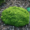 Smrek Little Gem 20/40 cm, v črepníku Picea abies Little Gem