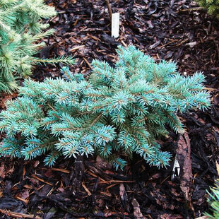 Smrek Mecky (zberateľská vzácnosť) 30/50 cm, v črepníku Picea Mecky