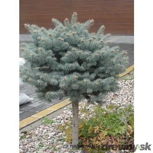 Smrek Modrý Montgomery guľa na kmienku 40/50 cm, veľkosť korunky 30 cm, v črepníku Picea pungens Montgomery