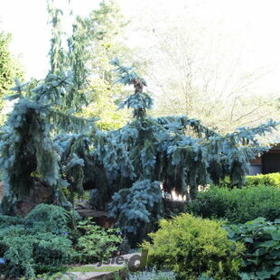 Smrek modrý Pendula 140/160 cm, v črepníku Picea pungens Glauca Pendula
