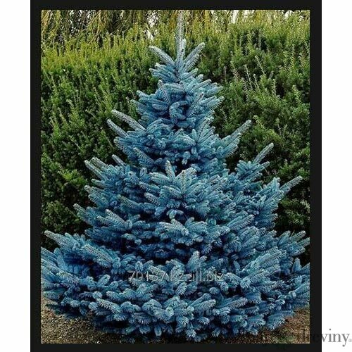 Smrek modrý The blue 160/180 cm, v koreňovom bale Picea pungens The blue