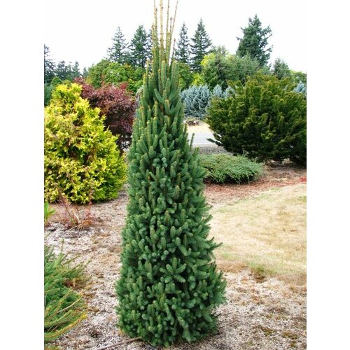 Smrek obyčajný Cupressina, výška 30/50 cm, v črepníku Picea abies Cupressina