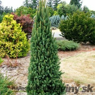 Smrek obyčajný Cupressina, výška 30/50 cm, v črepníku Picea abies Cupressina