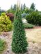 Smrek obyčajný Cupressina, výška 30/50 cm, v črepníku Picea abies Cupressina