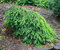 Smrek obyčajný Formanek, výška 30/50 cm, v črepníku Picea abies Formanek