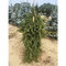 Smrek obyčajný Inversa (plazivý), 200-250 cm, v koreňovom bale Picea abies Inversa