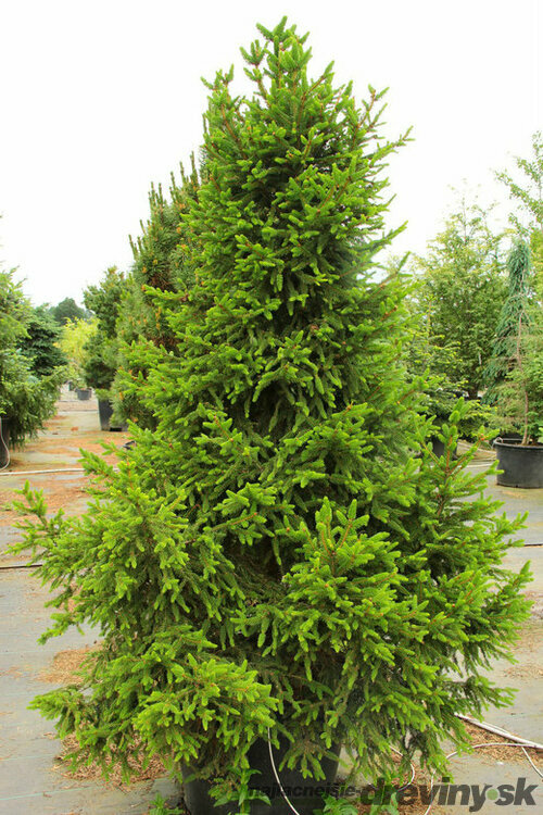 Smrek obyčajný Will`s Zwerg, 100-150cm, v črepníku Picea abies Will`s Zwerg