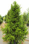 Smrek obyčajný Will`s Zwerg, 100-150cm, v črepníku Picea abies Will`s Zwerg