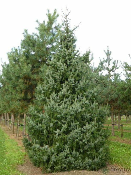 Smrek Omorika 180/200 cm, v črepníku Picea omorika