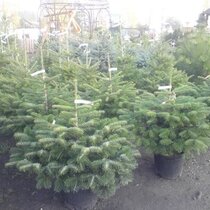 Smrek Omorika 20/40 cm, v črepníku Picea omorika