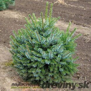 Smrek Omorika Nana 20/40 cm v črepníku 3l Picea omorika