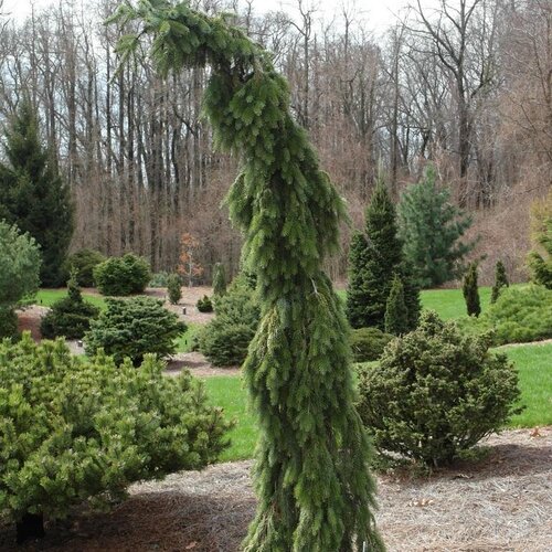 Smrek Omorika Pendula 20/30 cm, v črepníku 3l Picea omorika pendula