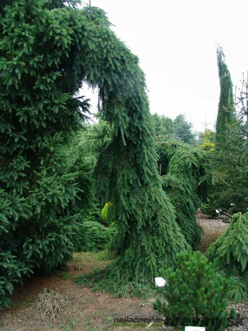 Smrek Omorika (previsnutý) Pendula 110/130 cm, v črepníku Picea omorika pendula