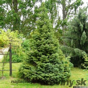 Smrek Omorika v črepníku 50/70 cm Picea omorika