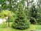 Smrek Omorika v črepníku 60/80 cm Picea omorika