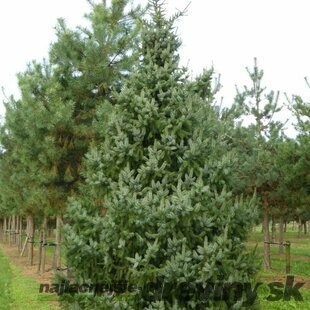 Smrek Omorika, výška 140/160 cm, v črepníku 45l Picea omorika