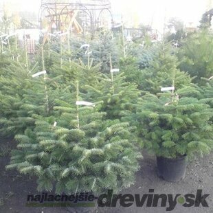 Smrek Omorika, výška 60/80 cm, v črepníku 5l Picea omorika