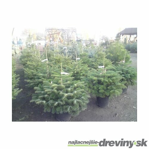 Smrek Omorika, výška 60/80 cm, v črepníku 5l Picea omorika