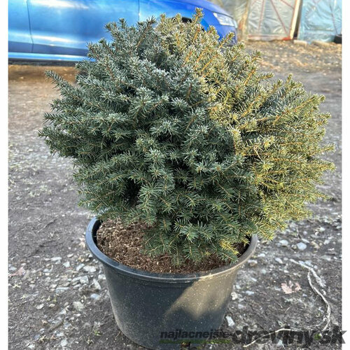 Smrek omorikový Karel 40/50 cm, v črepníku Picea omorika Karel