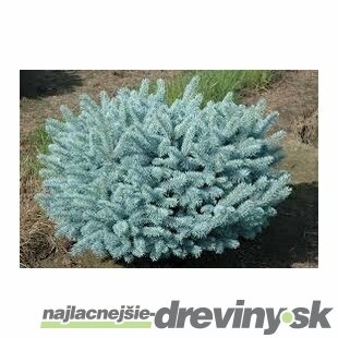 Smrek pichľavý Glauca Globosa 20/40 cm, v črepníku 3l Picea pungens Glauca Globosa