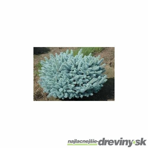 Smrek pichľavý Glauca Globosa 20/40 cm, v črepníku 3l Picea pungens Glauca Globosa