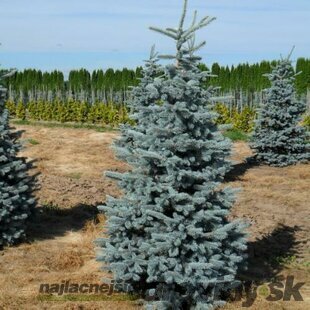 Smrek pichľavý Hoopsii, výška 30/40 cm, v črepníku Picea pungens Hoopsii