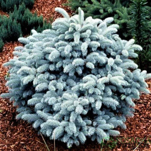 Smrek pichľavý Karpaten, 20-30cm, v črepníku Picea pungens Karpaten