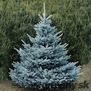 Smrek pichľavý SUPER BLUE 90/110 cm, v črepníku Picea pungens ‘Super Blue‘
