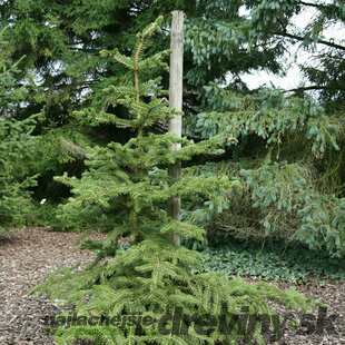 Smrek polita, výška 125/150 cm, v črepníku Picea polita