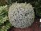 Smrek sitkanský Tenas 20/25 cm, v kvetináči Picea sitchensis Tenas
