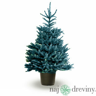 Smrek strieborný 30/50 cm, v črepníku Picea pungens Glauca
