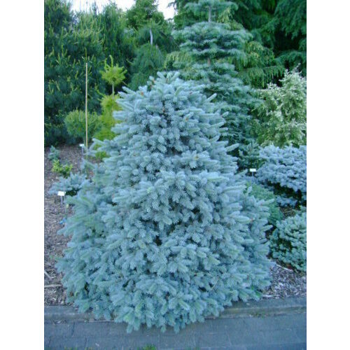 Smrek strieborný Blue Diamond, výška 160/180 cm, v črepníku Picea pungens Blue Diamond