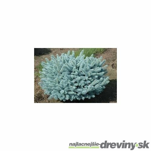 Smrek strieborný Glauca Globosa, výška 40/50 cm, v črepníku 5l Picea pungens Glauca Globosa