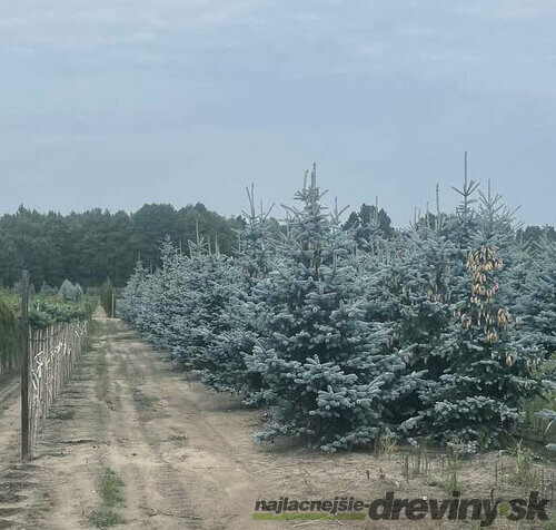 Smrek strieborný Hoopsii 300/350 cm, v koreňovom bale Picea pungens Hoopsii