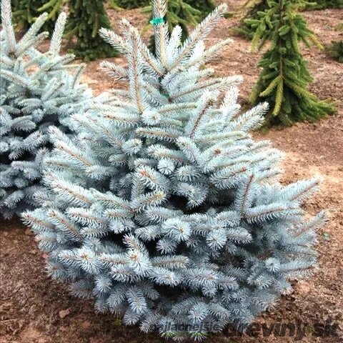 Smrek strieborný Majestic Blue, výška 20/30 cm v črepníku 3l Picea pungens