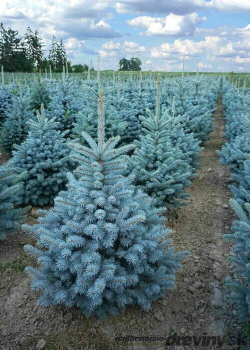 Smrek strieborný SUPER BLUE 100/110 cm, výška s kvetináčom 110/140 cm, v črepníku 15l PREMIUM Picea pungens ‘Super Blue‘