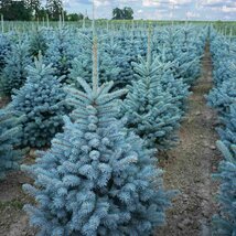 Smrek strieborný SUPER BLUE 100/110 cm, výška s kvetináčom 110/140 cm, v črepníku 15l PREMIUM Picea pungens ‘Super Blue‘