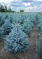 Smrek strieborný SUPER BLUE 100/110 cm, výška s kvetináčom 110/140 cm, v črepníku 15l PREMIUM Picea pungens ‘Super Blue‘