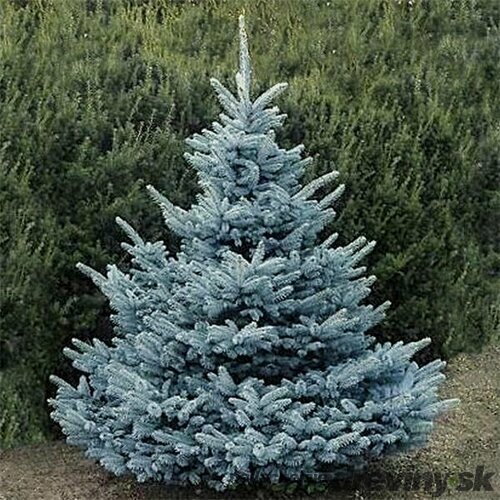 Smrek strieborný SUPER BLUE 100/110 cm, výška s kvetináčom 110/140 cm, v črepníku 15l STANDARD Picea pungens ‘Super Blue‘