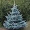 Smrek strieborný SUPER BLUE 100/110 cm, výška s kvetináčom 110/140 cm, v črepníku 15l STANDARD Picea pungens ‘Super Blue‘