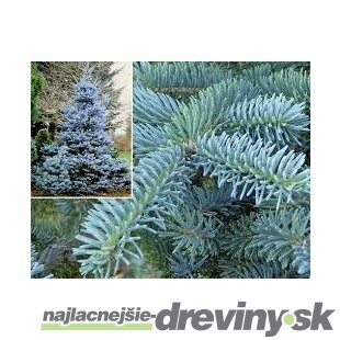 Smrek strieborný Super Blue Seedling 30/50 cm, v črepníku Picea pungens Super Blue Seedling