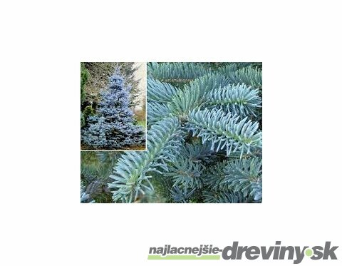 Smrek strieborný Super Blue Seedling, výška 40/60 cm, v črepníku 5l Picea pungens Super Blue Seedling