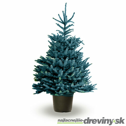 Smrek strieborný, výška 20/40 cm, v črepníku 2l Picea pungens