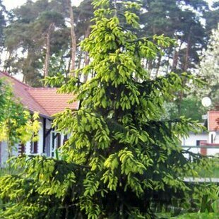 Smrek východný Aureospicata, 20/30 cm, v črepníku Picea orientalis Aureospicata