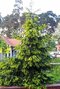 Smrek východný Aureospicata, 20/30 cm, v črepníku Picea orientalis Aureospicata