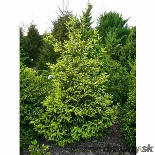 Smrek východný Early Gold, výška 30/50 cm, v črepníku 5l Picea orientalis Early Gold